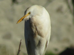 Bubulcus ibis