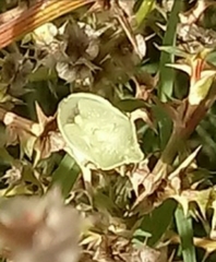 Chlorochroa