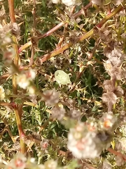 Chlorochroa