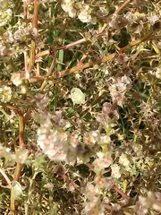 Chlorochroa