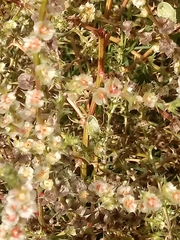 Chlorochroa