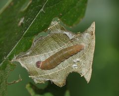 Coladenia indrani