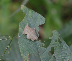 Coladenia indrani