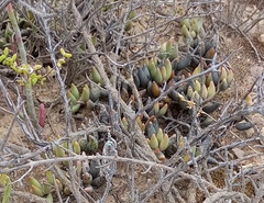 Adromischus filicaulis