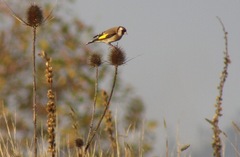 Carduelis carduelis