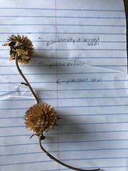 Helianthus