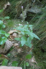 Epilobium lanceolatum