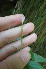 Epilobium lanceolatum