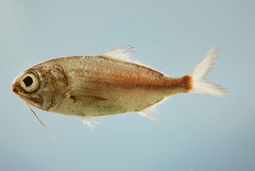 Beardfish