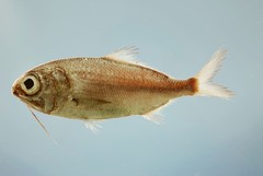 Beardfish photo 2