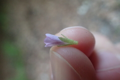 Epilobium lanceolatum