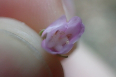 Epilobium lanceolatum