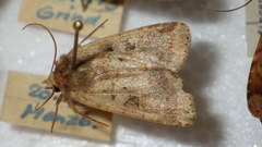 Diarsia mendica