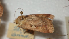 Diarsia mendica