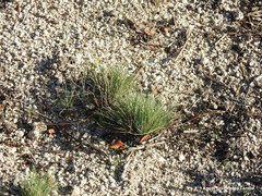 Corynephorus canescens