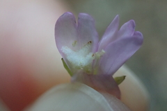 Epilobium lanceolatum
