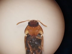 Tachyporus solutus