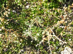 Lupinus hispanicus