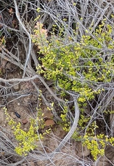 Drosanthemum globosum