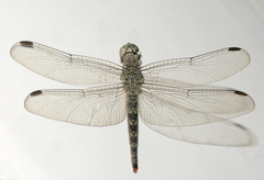 Bradinopyga strachani