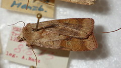 Diarsia mendica