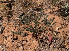 Hoffmannseggia drepanocarpa