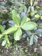 Myrsine cubana