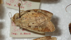 Diarsia mendica
