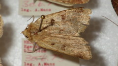 Diarsia mendica