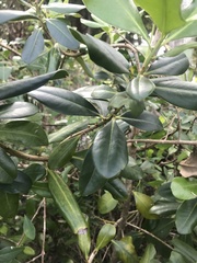 Myrsine cubana