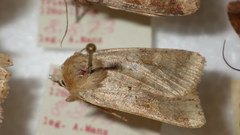Diarsia mendica