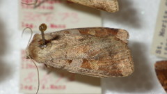 Diarsia mendica