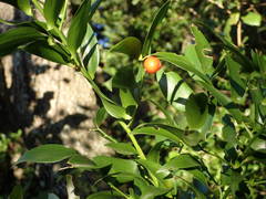 Danae racemosa
