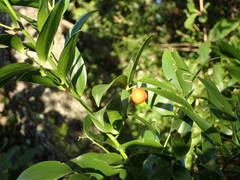 Danae racemosa