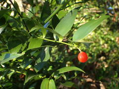 Danae racemosa