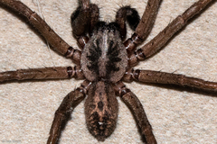 Xeropigo