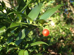 Danae racemosa