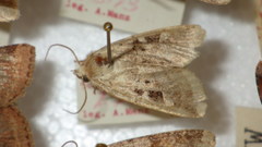 Diarsia mendica