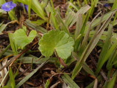 Hydrocotyle bonplandii