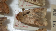 Diarsia mendica