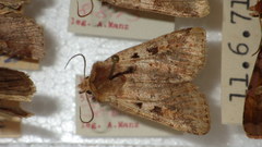 Diarsia mendica