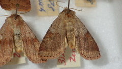 Diarsia mendica