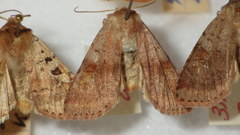Diarsia mendica