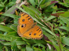 Junonia almana javana