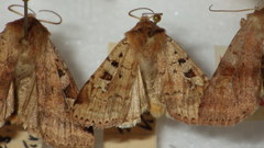 Diarsia mendica