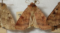 Diarsia mendica