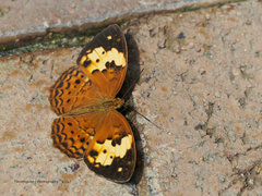 Cupha erymanthis lotis