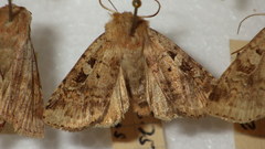 Diarsia mendica