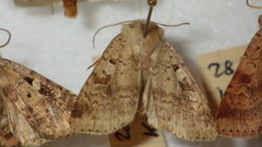 Diarsia mendica