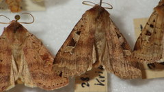 Diarsia mendica